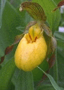 slipper gif